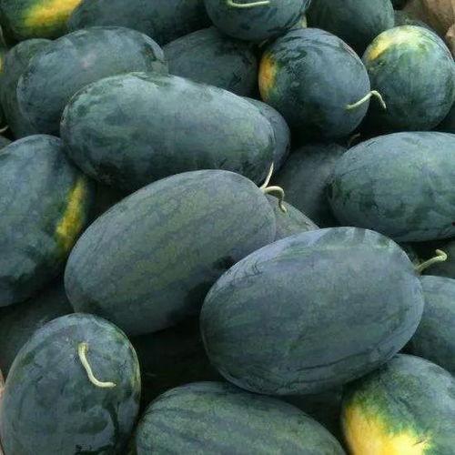 北京摄影泉吃瓜