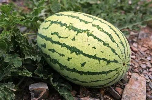 吃瓜捡钱,揭秘网络热议背后的财富秘密