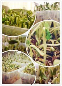 随机吃瓜系统,揭秘随机吃瓜系统的神秘魅力