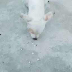 烧包谷狗狗吃瓜,烧包谷狗狗的瓜界探险记