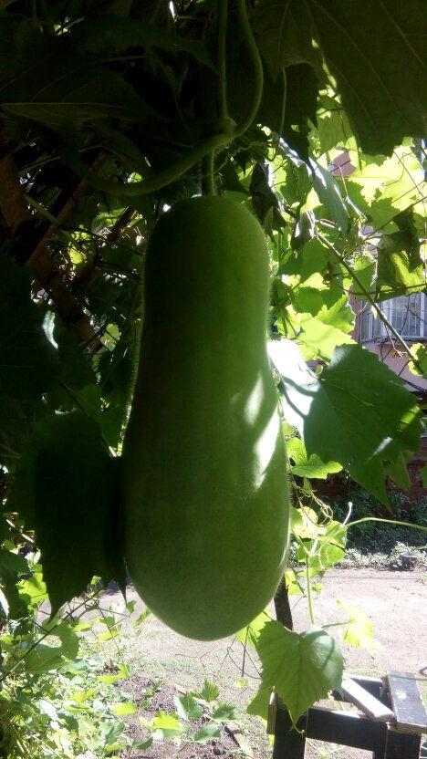 近代人物吃瓜,那些年我们一起吃瓜的故事