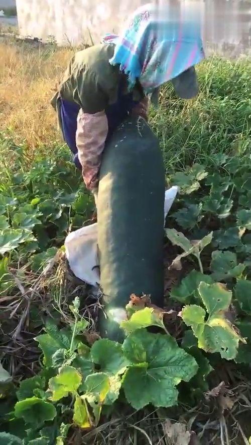 梦见吃烂瓜,吃烂瓜的寓意与启示