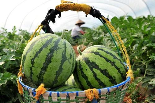 中二吃瓜,揭秘网络迷因背后的狂欢与反思