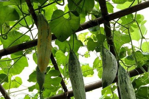 鼠瓜可以吃吗,揭秘其食用价值与食用方法