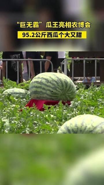 吃瓜满级,揭秘娱乐圈幕后风云