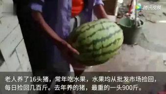 吃瓜群众的猪,揭秘猪的日常生活与情感世界